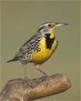 Meadowlark